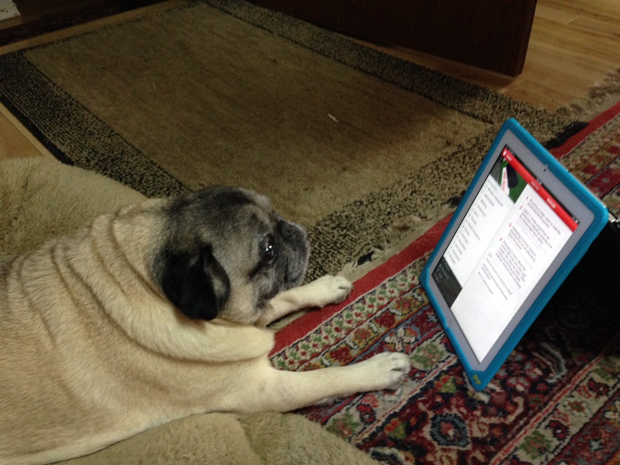 pug with iPad