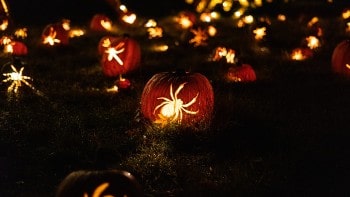 Photo of carved pumpkins