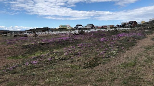 A Nunavut landscape with flowers and homes on a hillside.