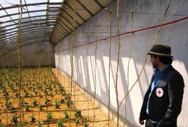Red Cross is building greenhouses to supplement vegetable production