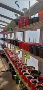 Rows of seeds in planters, lining shelves.