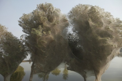 Spiders forced into trees by severe flooding in Pakistan weave impressive webs. Photo by Russell Watkins/DFID.