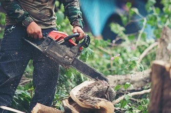 Man cutting trees