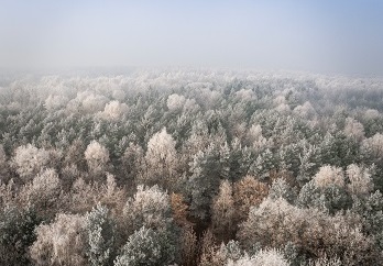 An overview of a snow-covered forest