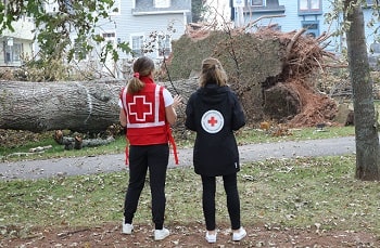 Two Red Cross team members looking at a large fallen tree with root upended