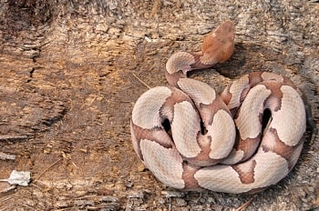 A tan and brown, poisonous copperhead snake is coiled up at the bottom of a tree on a trail.