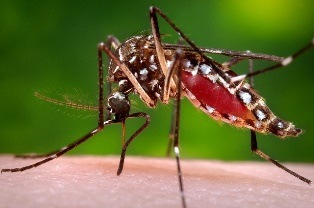 Zika virus: What you need to know