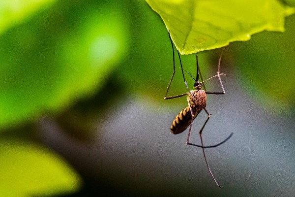 First Aid for Insect Bites: Beat the Bite - Canadian Red Cross Blog