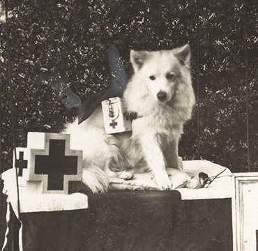 Muggins, Canadian Red Cross Fundraising Dog