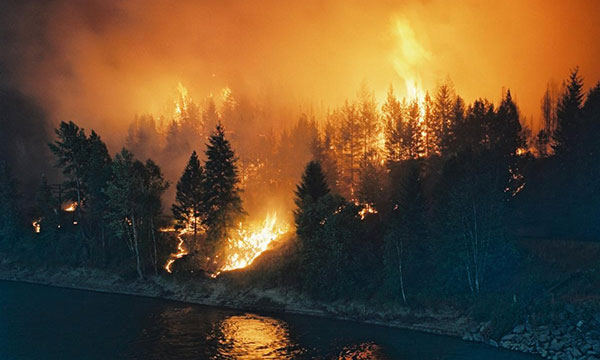 A large, bright orange forest fire spreads along a mass of tall pine trees, and we see the fire's refection in the water along the coast. 