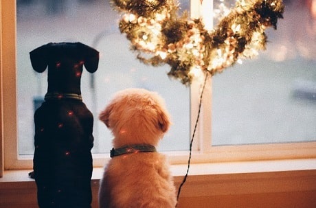 Two dogs staring out a window adorned with holiday lights