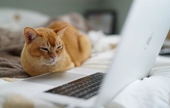 A ginger cat curled on a bed, looking at a laptop