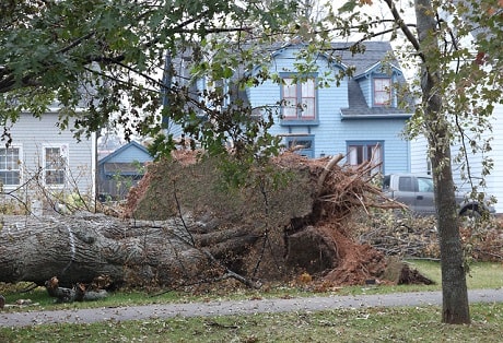 A tree upended with roots showing and houses in the background