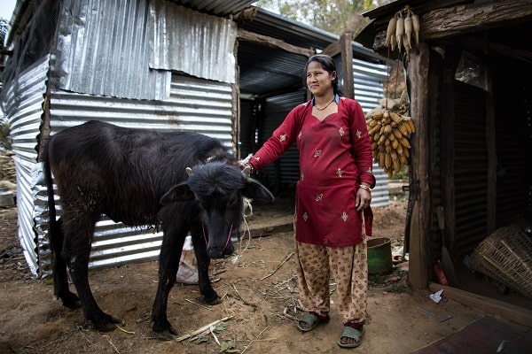 Villager with livestock