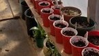 Seedlings in a sun room