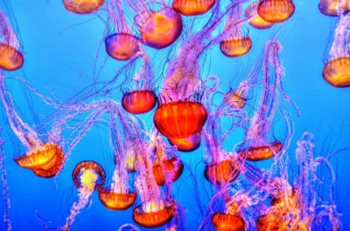 Brightly lit jellyfish swimming in crystal blue waters