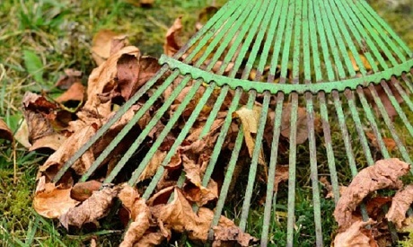 A green garden rake picking up tree leaves on the ground