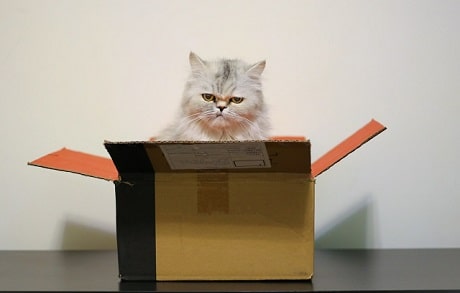 A fluffy white cat sitting in a cardboard box