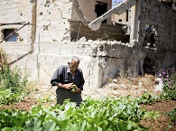 Man picking vegetables outside the ruins of a city