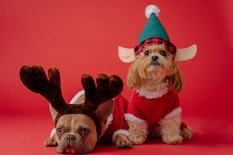 Two dogs in holiday costumes, one sitting up and the other laying down