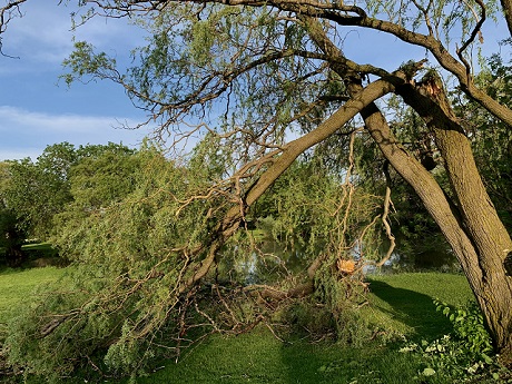 A tree snapped in half due to strong winds in recent derecho in Ontario