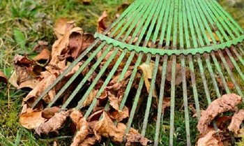 A green rake on fallen leaves