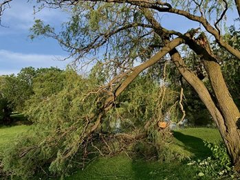 A snapped tree due to high winds in a recent derecho in Ontario