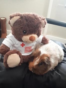 Gertrude the guinea pig with her Canadian Red Cross teddy bear