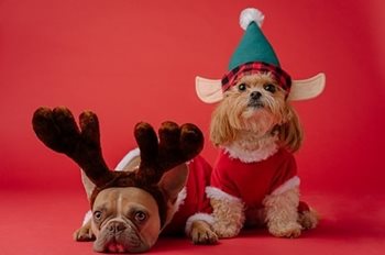 Two dogs in holiday costumes, one is sitting up and one is laying down