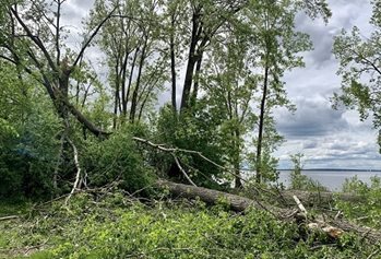 A tree fallen due to a derecho in Ontario