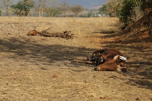 As drought worsens, livestock are becoming weaker
