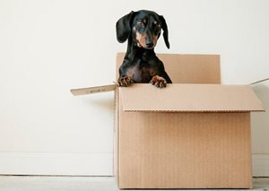 A black and brown dog sitting in a cardboard box.