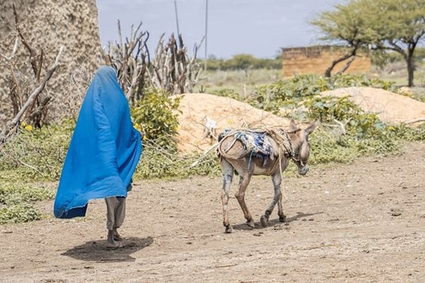 A girl wearing a blue sheath is walking a donkey along dry grounds