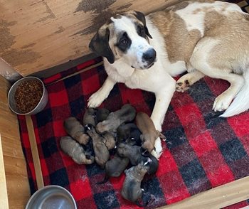 Katlin's dog with her litter of puppies