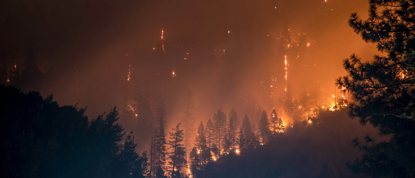 Burning trees in a forest surrounded by smoke.